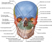 ossos-do-corpo-humano-13