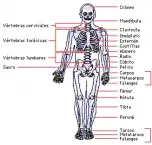 ossos-do-corpo-humano-2