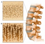 ossos-do-corpo-humano-3