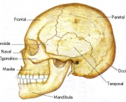 ossos-do-corpo-humano-4