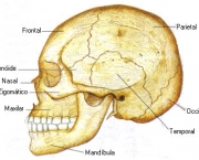 ossos-do-corpo-humano-4