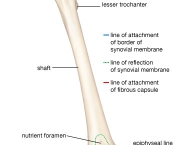 ossos-do-corpo-humano-7