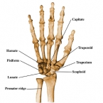 ossos-do-corpo-humano-8