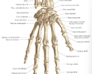 ossos-do-corpo-humano-9