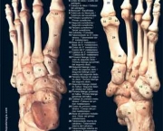 ossos-dos-pes-1