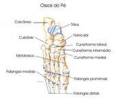ossos-dos-pes-2