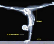 ossos-dos-pes-5