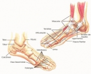 ossos-dos-pes-8
