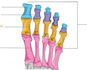 ossos-dos-pes-9