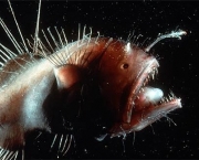 anglerfish-2.jpg