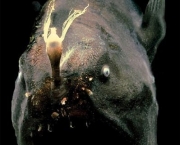 anglerfish.jpg