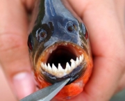 piranha.jpg