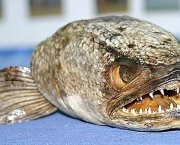 snakehead-2.jpg