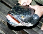 snakehead.jpg