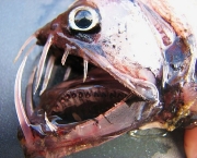 viperfish-2.jpg
