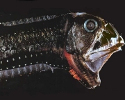 viperfish.jpg