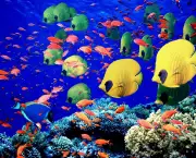 peixes-coloridos-11