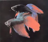 peixes-coloridos-12