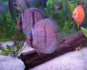 peixes-coloridos-14