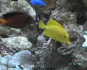 peixes-coloridos-15