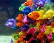 peixes-coloridos-2