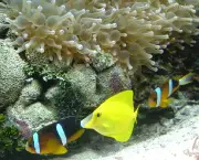 peixes-coloridos-3