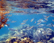 peixes-coloridos-5