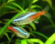 peixes-coloridos-9