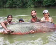 Peixes Gigantes (2)