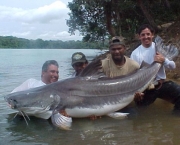 Peixes Gigantes (3)