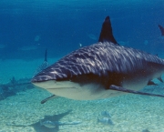 Bull Shark in shallow sunlit lagoon  Carcharhinus leucas  Photo: Don Tuma