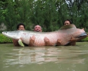 Peixes Gigantes (11)