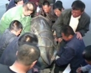 Peixes Gigantes (12)