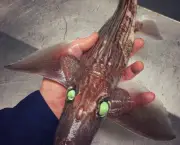 Peixes Monstro (1)