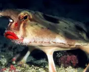 Peixes Monstro (3)