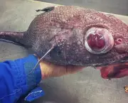 Peixes Monstro (8)