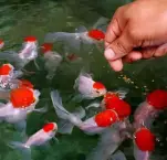 peixes-rnamentais-1