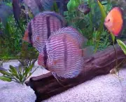 peixes-rnamentais-2