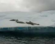 peninsula-antartica-13.jpg