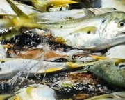 pesca-durante-a-piracema-e-liberada-5