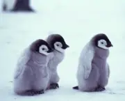 Pinguim 1