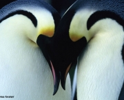 Pinguim 4