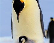 Pinguim 5