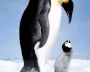 Pinguim 6