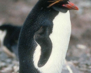 Pinguim 8