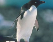 Pinguim 9