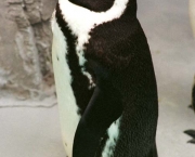 Pinguim 10