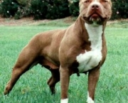 Pitbull 1