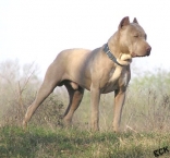 Pitbull 2