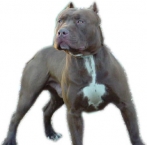 Pitbull 4